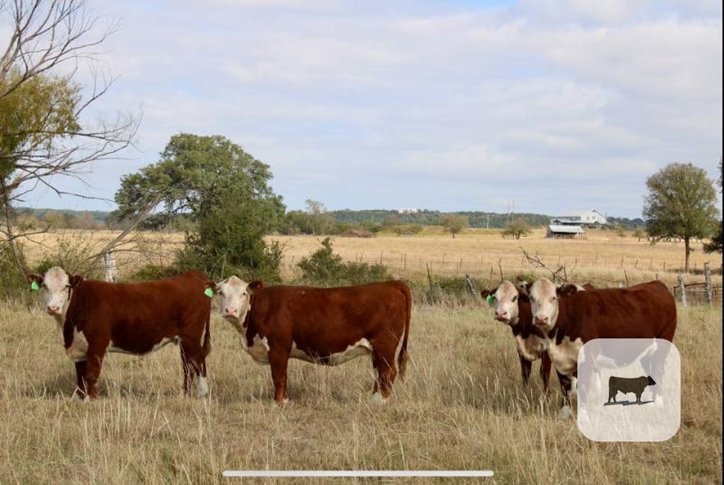 Cattle Range Listing Photo