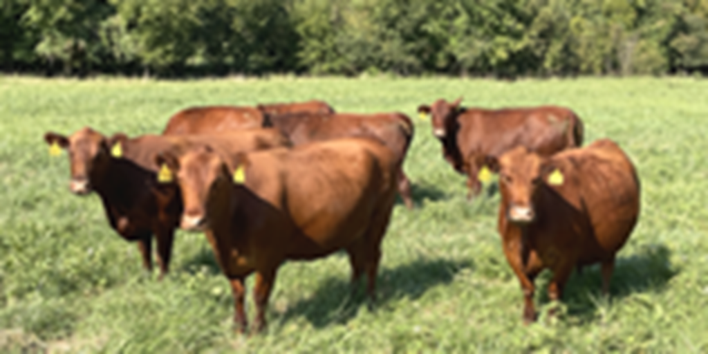 15 Red Angus Cows... Southwest MO