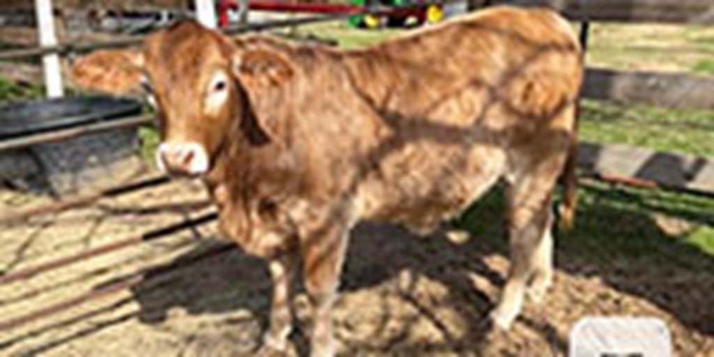 1 F1 Brahman/Red Angus Rep. Heifer... North TX