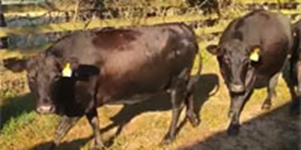 77 Angus/South Poll Cows... Central TN