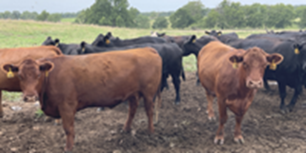 41 Angus, BWF, Red Angus, RWF, & Charolais Cross Open Cows... Southwest MO