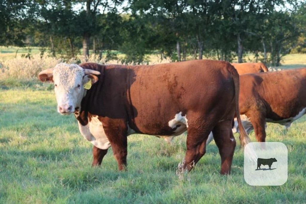 Cattle Range Listing Photo