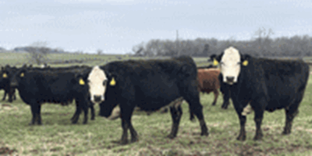 50 Angus, BWF, Red Angus, RWF, & Charolais Cross Cows... Southwest MO