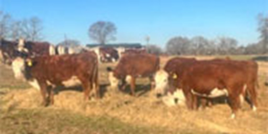 28 Hereford Cows w/ 13+ Calves... Central TX