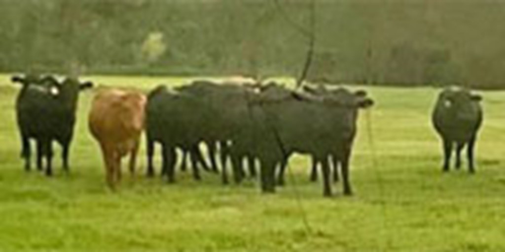 11 Angus Bred Heifers... Central MS