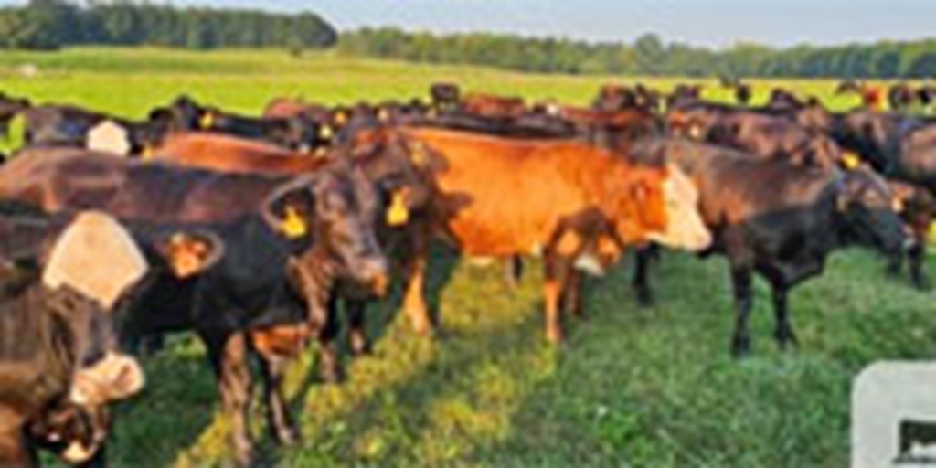 200 Brangus Bred Heifers... W. Central AL