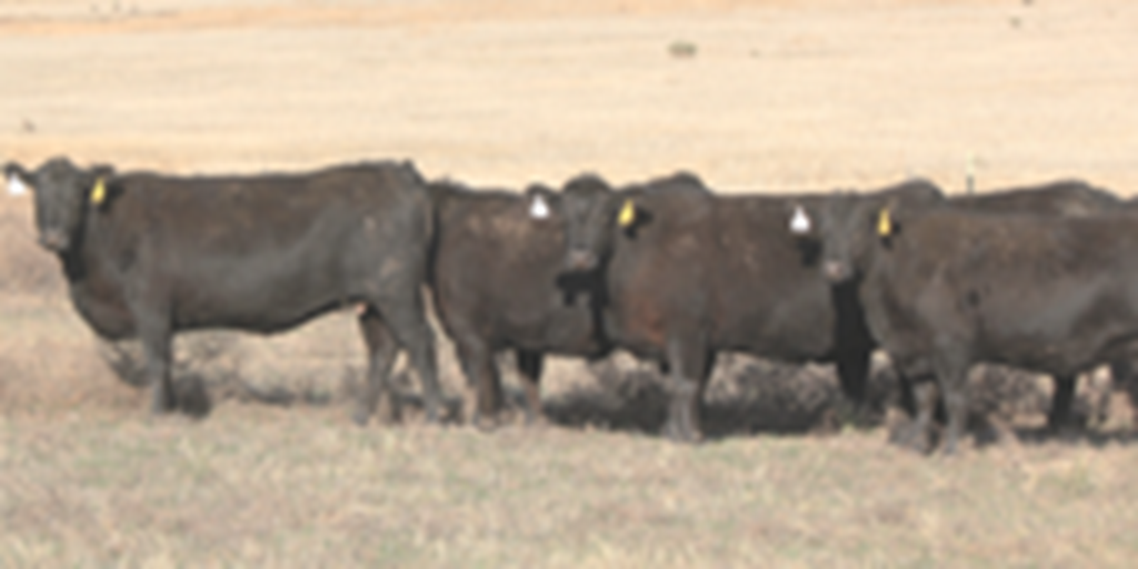 60 Angus & BWF Cows w/ 18+ Calves... TX Panhandle
