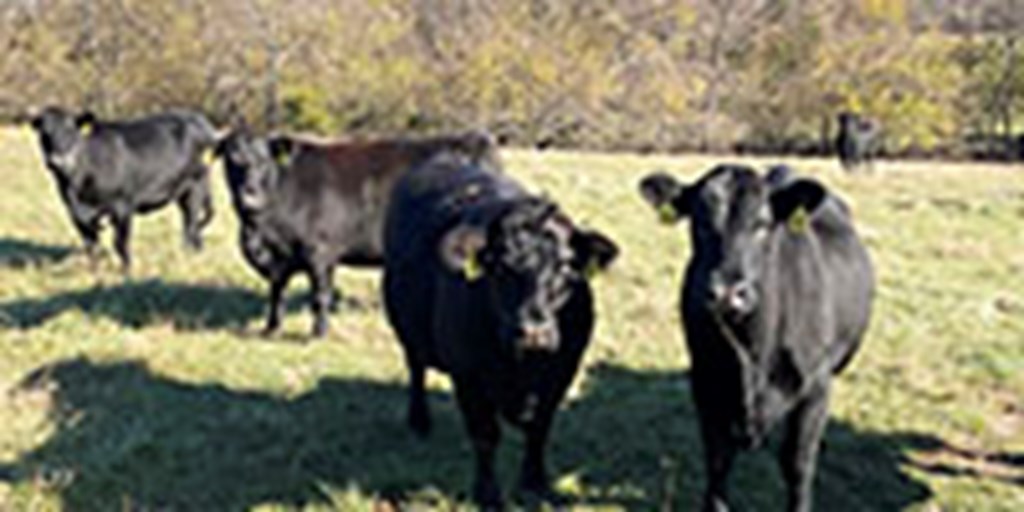 41 Angus & Black Baldy Cows... Southwest MO