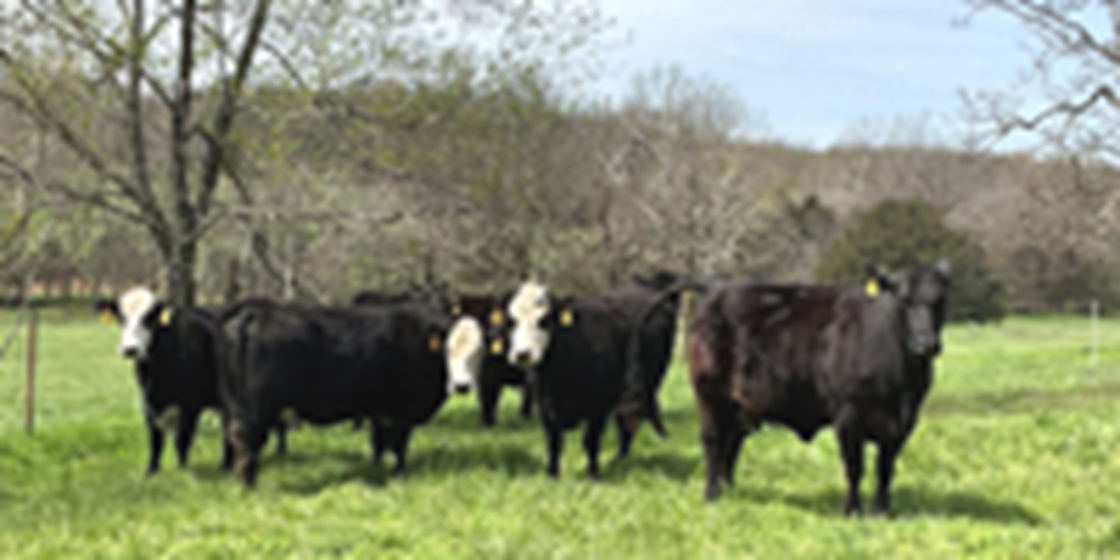 43 Angus & Black Baldy Cows... Southwest MO
