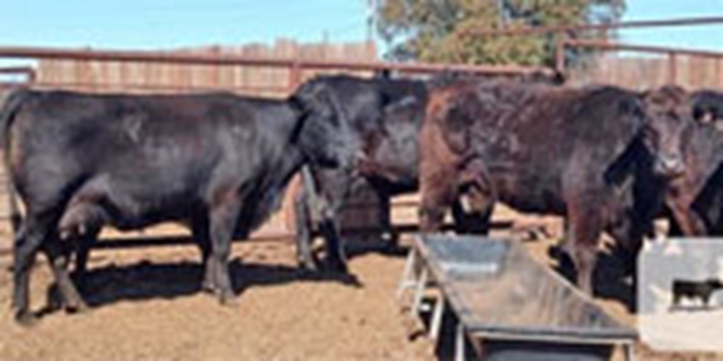 9 Angus Pairs... Central TX