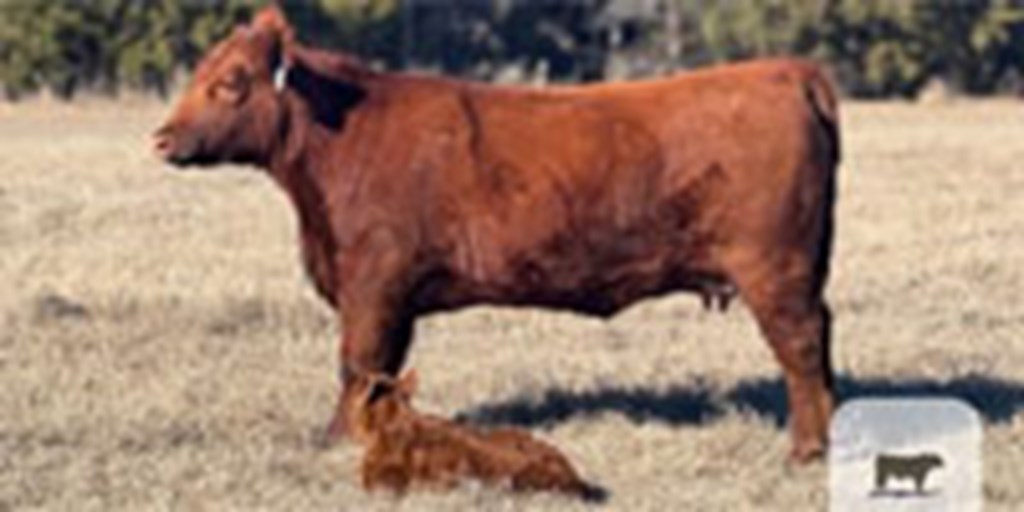 4 Red Angus 1st-Calf Pairs... North TX