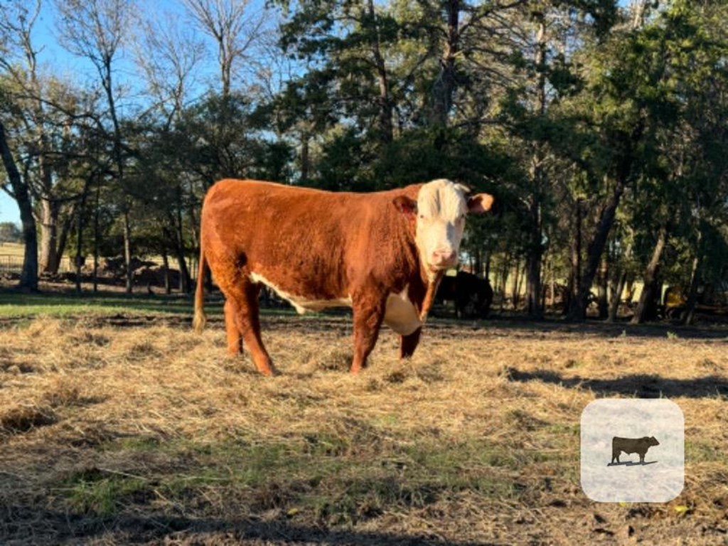 Cattle Range Listing Photo