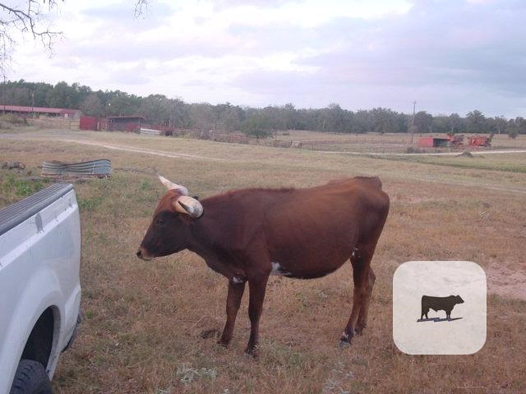 Cattle Range Listing Photo