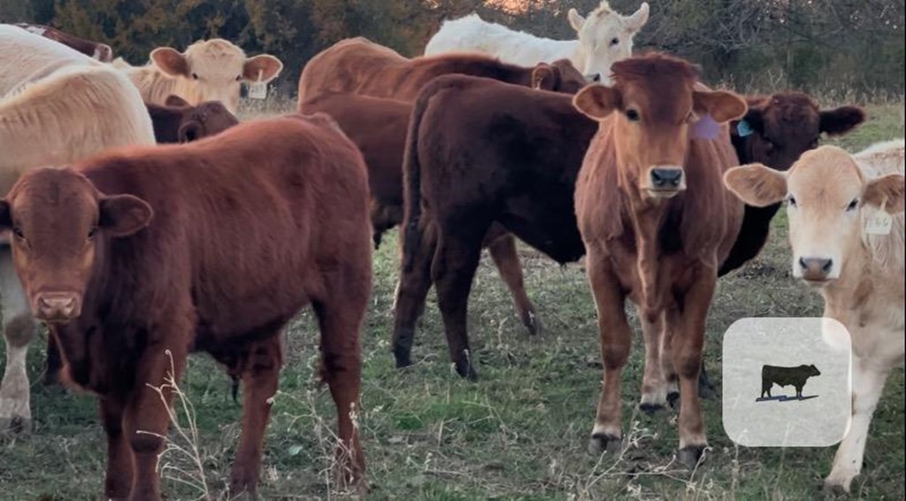 Cattle Range Listing Photo