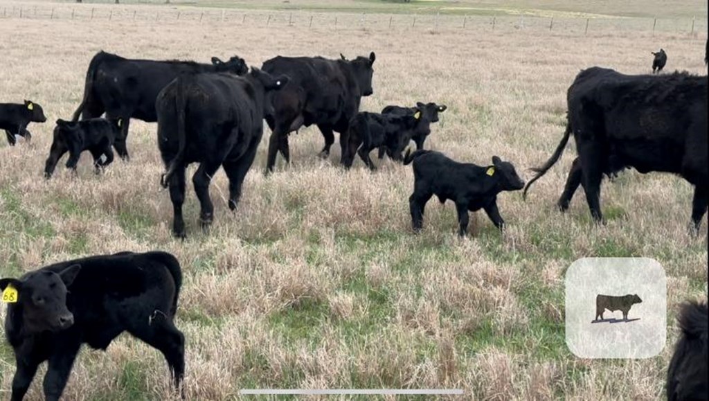 Cattle Range Listing Photo