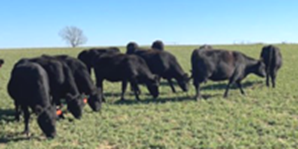 14 Angus 2nd-Calf Cows... Southeast KS