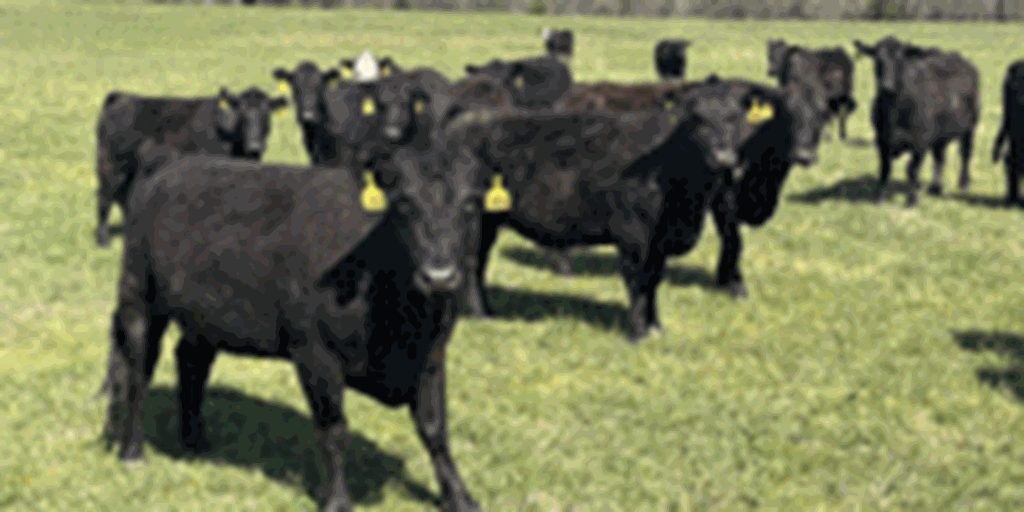 81 Angus & Angus Cross Cows... Southwest MO