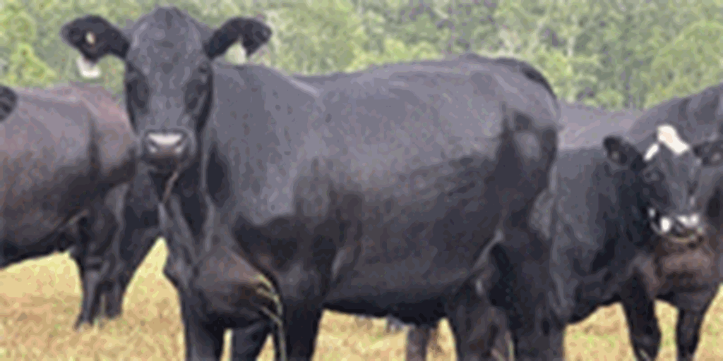 9 Purebred Brangus & UltraBlack Cows... S. Central AL