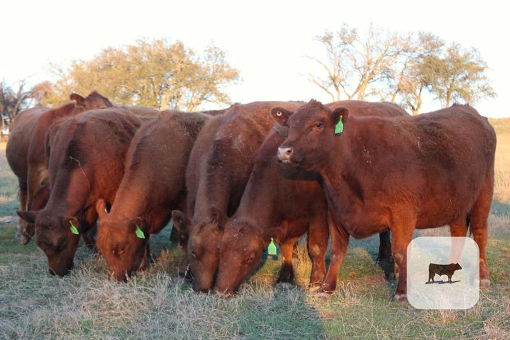 Cattle Range Listing Photo