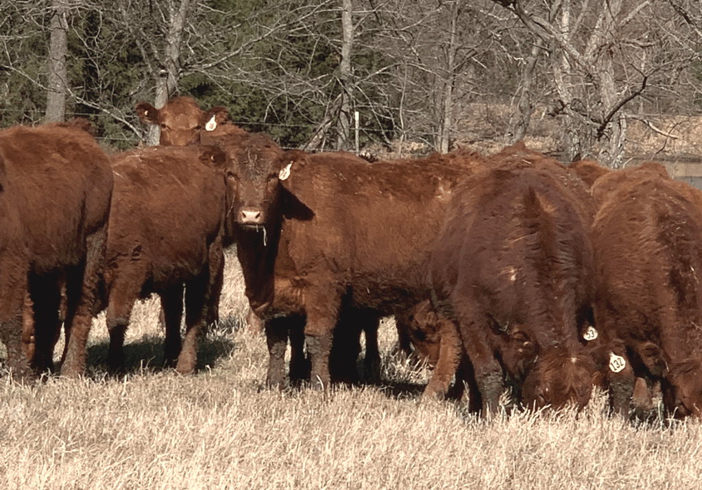 Spring 2022 Replacement Heifer Management Considerations