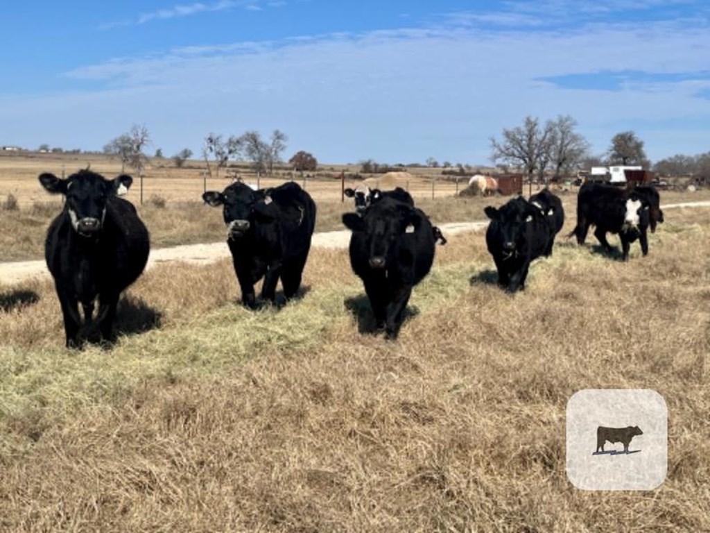 Cattle Range Listing Photo