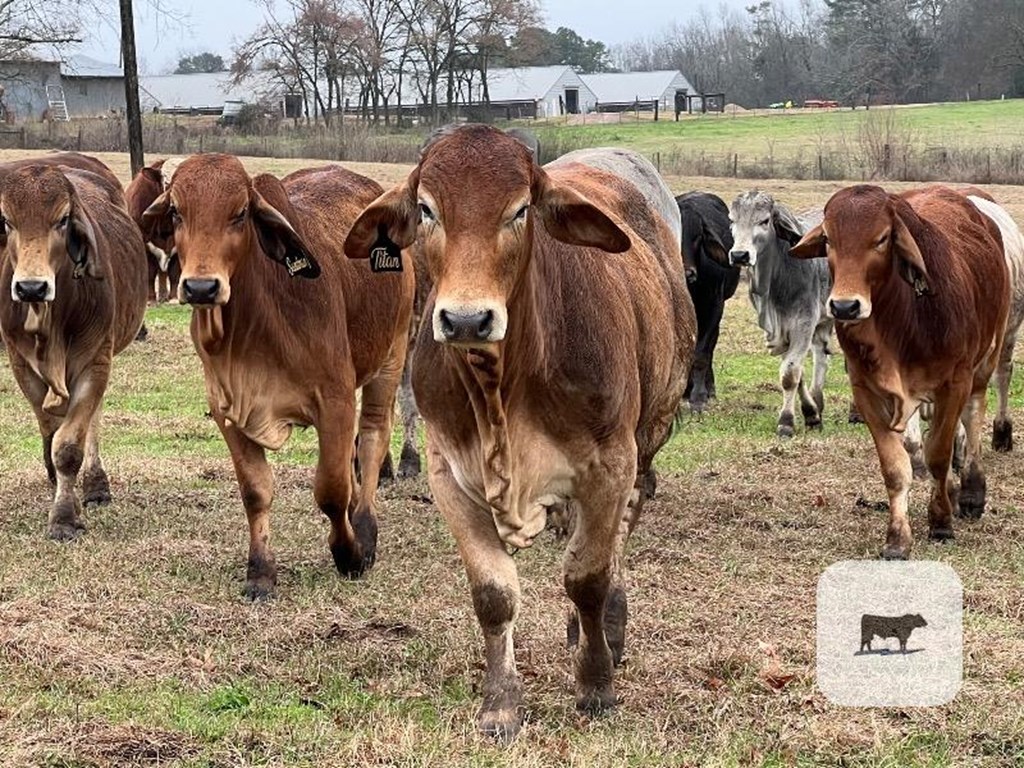 Cattle Range Listing Photo