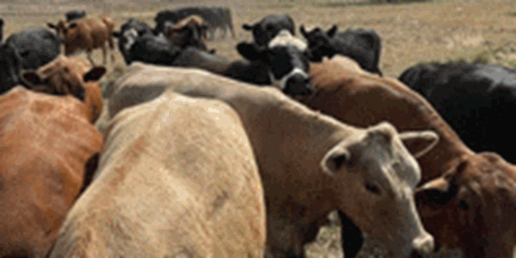 120	Angus, Red Angus, & Charolais Cross Cows... W. Central TX
