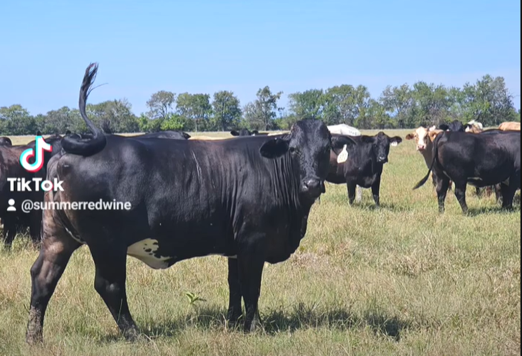 Cattle Range Listing Photo