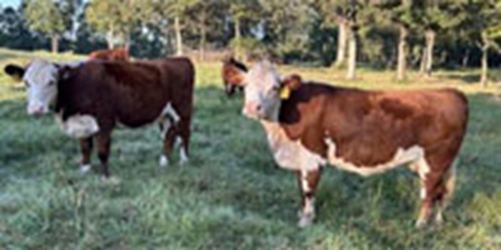 23 Reg. Hereford Bred Heifers... W. Central LA