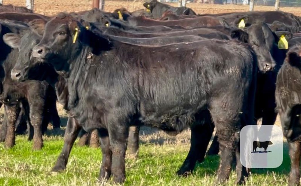 Cattle Range Listing Photo