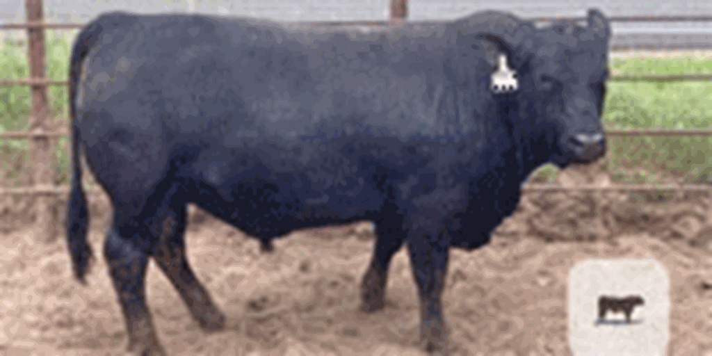 18 Reg. Brangus Bulls... Northeast TX