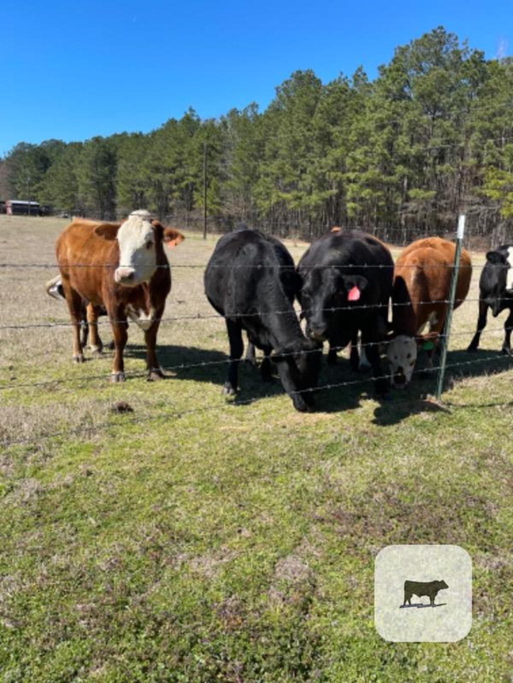 Cattle Range Listing Photo