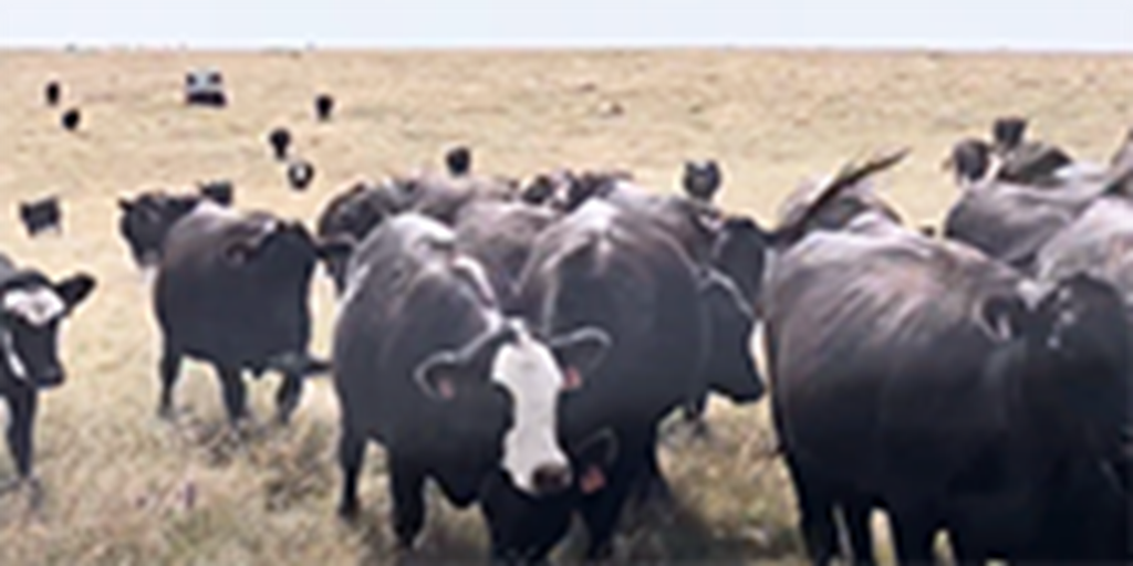 65 Angus & BWF Bred Heifers... Northwest KS ~ FD