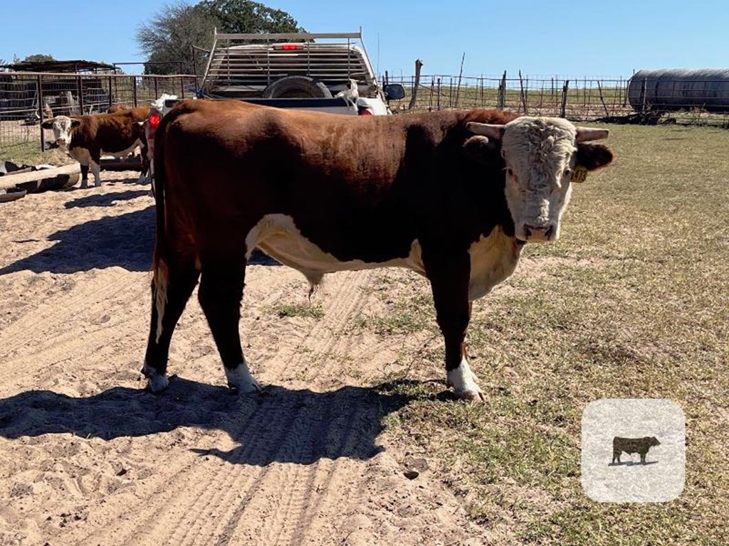 Cattle Range Listing Photo