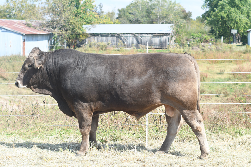 Cattle Range Listing Photo