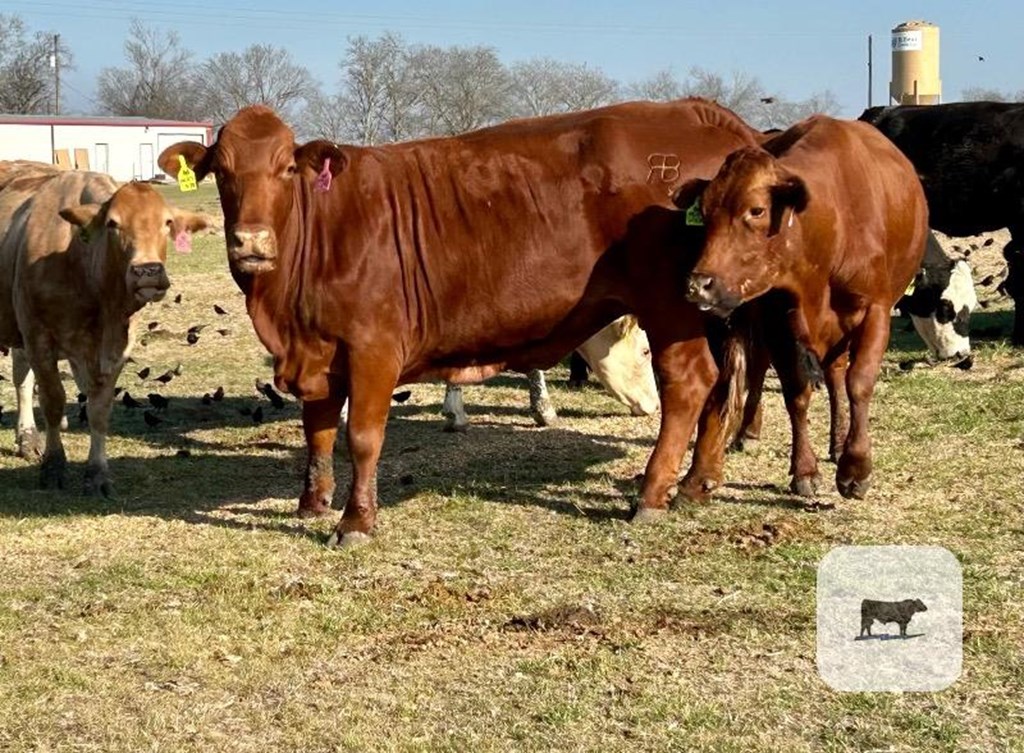 Cattle Range Listing Photo