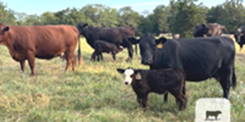 24 Angus & Red Angus Pairs... Northeast AR