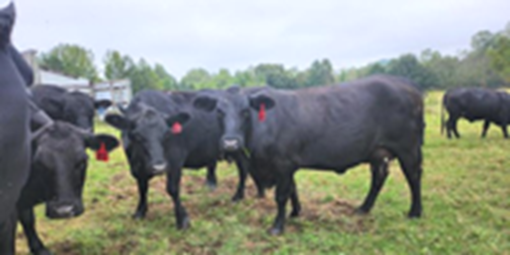 18 Angus Cows w/ 4+ Calves... Northeast MS