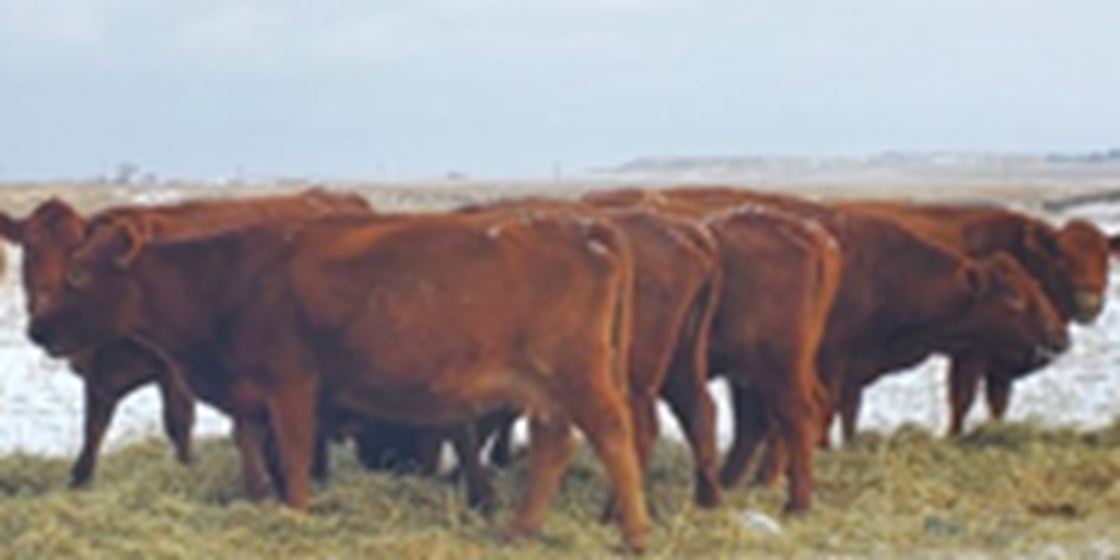 38 Red Angus Cows... Southeast MT