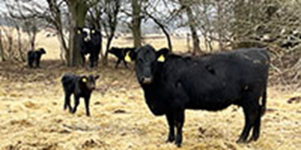 15 Angus & BWF 1st-Calf Pairs... Southwest MO