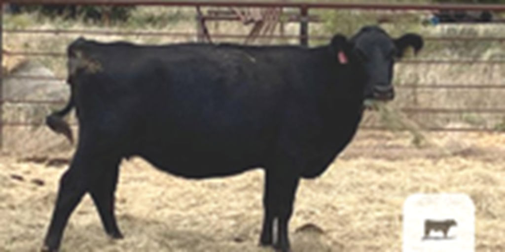 12 Angus & Charolais Cows... North TX