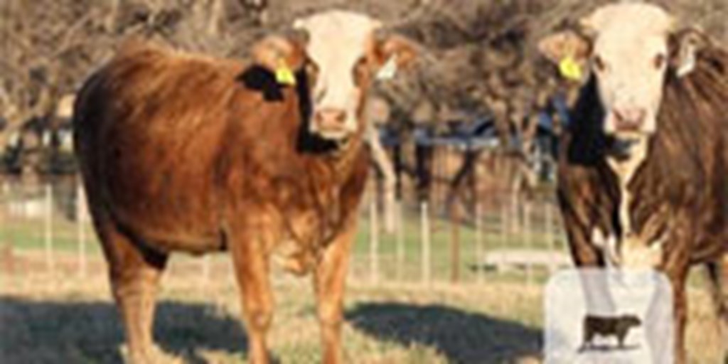 16 F1 Tigerstripe Bred Heifers w/ 2+ Calves... North TX