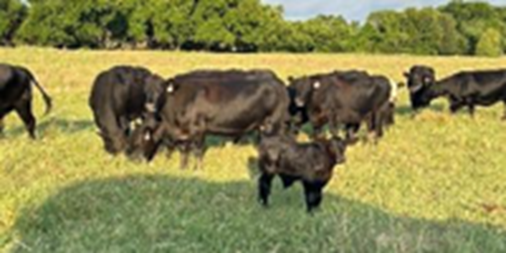70 Angus & BWF Cows w/ 10+ Calves... North TX