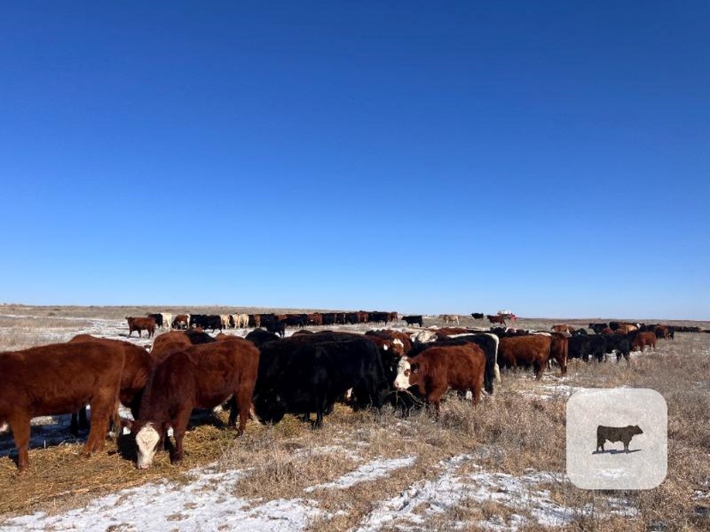 Cattle Range Listing Photo