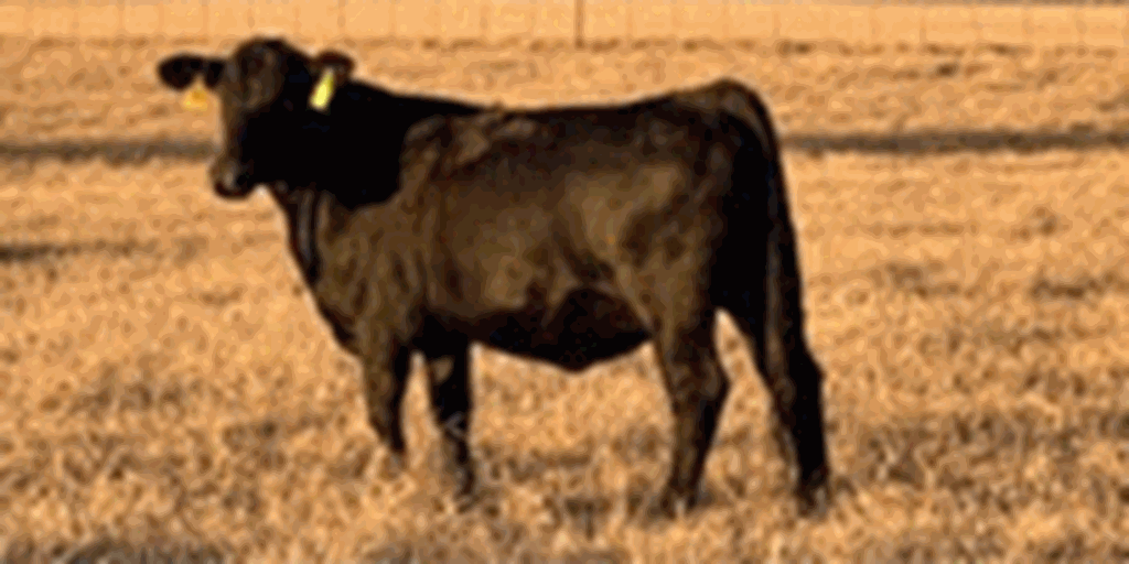 12 Angus Plus Bred Heifers... N. Central TX