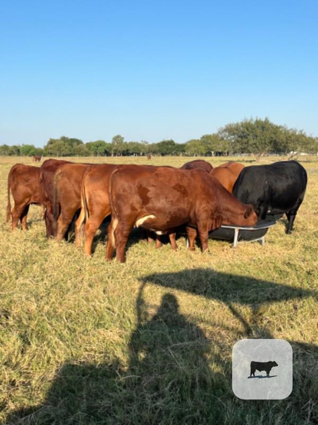 Cattle Range Listing Photo