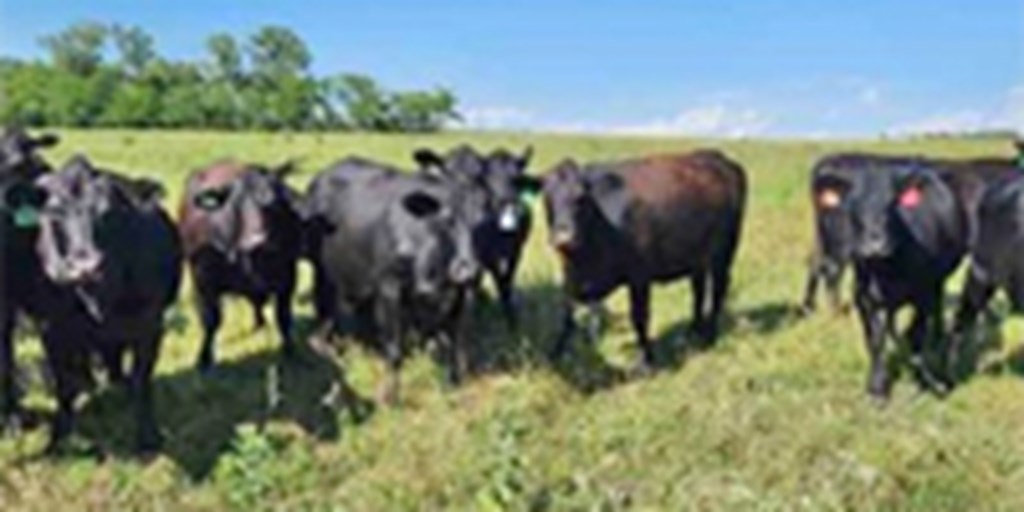 85 Angus 2nd-Calf Cows... E. Central KS