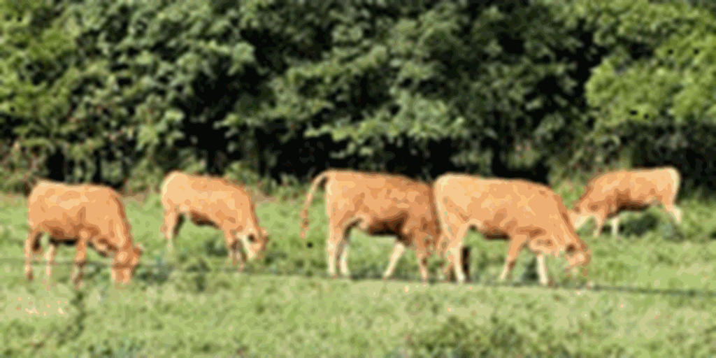 20 Purebred Akaushi Bred Heifers... Southwest OK