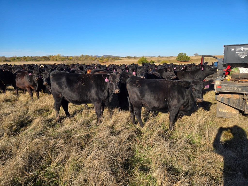 Cattle Range Listing Photo