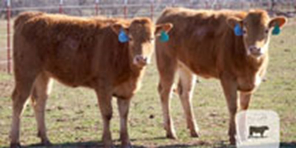 5 Reg. Akaushi Rep. Heifers... Southwest OK